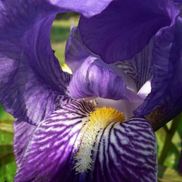 Iris07