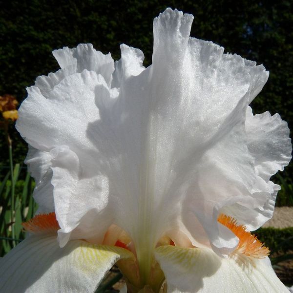 Iris08