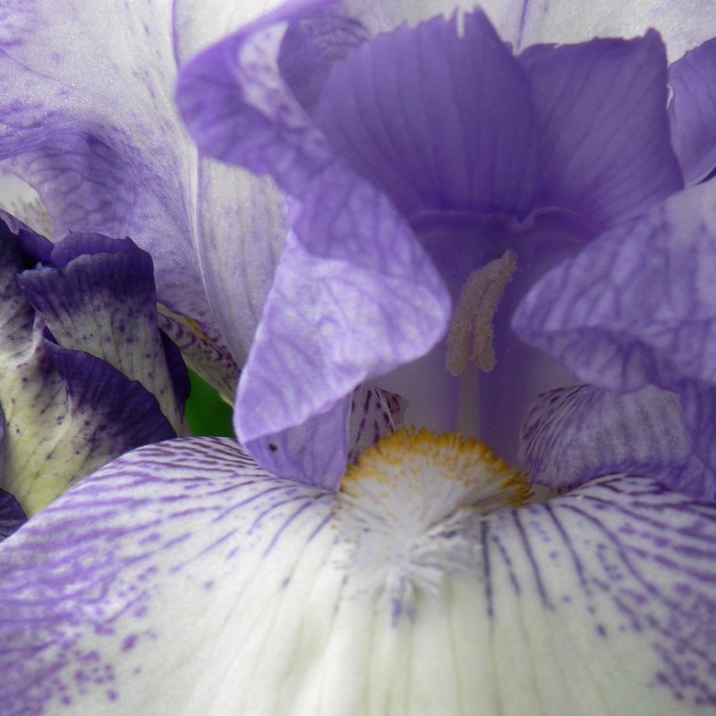 Iris04