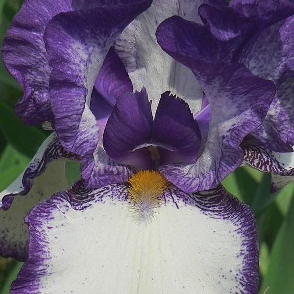 Iris05