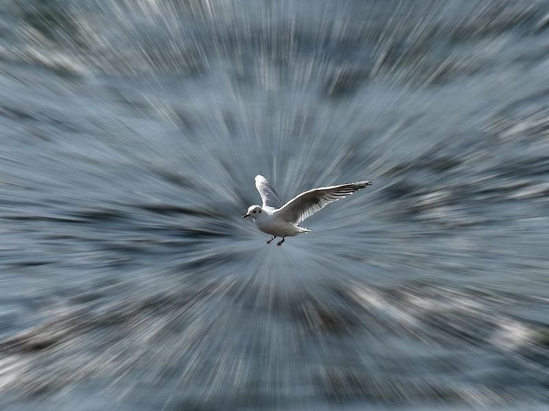 Mouette