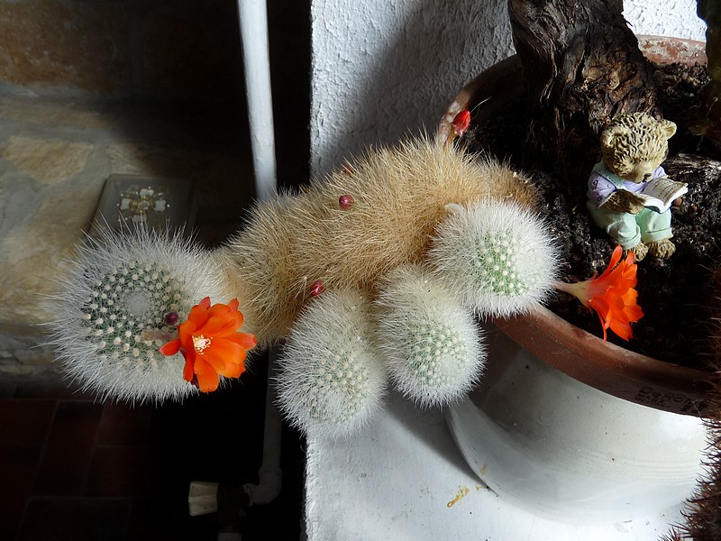 Cactus 003