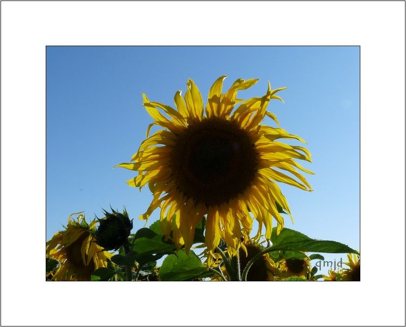 Tournesols 002