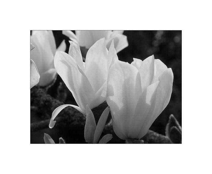 Magnolia1