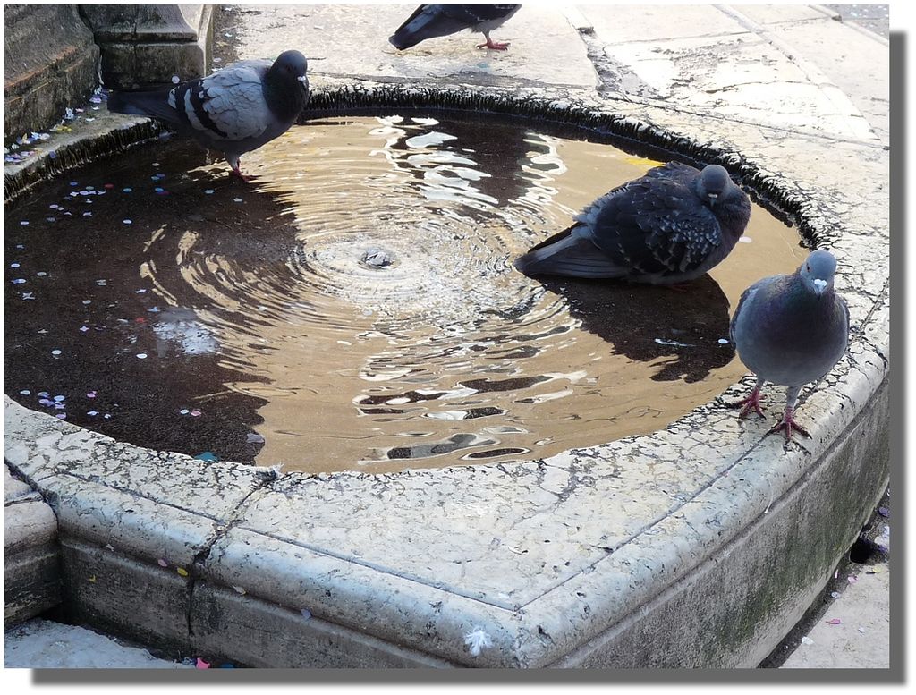 Pigeons2