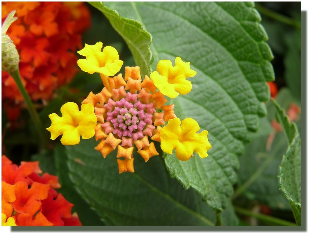 Lantana4