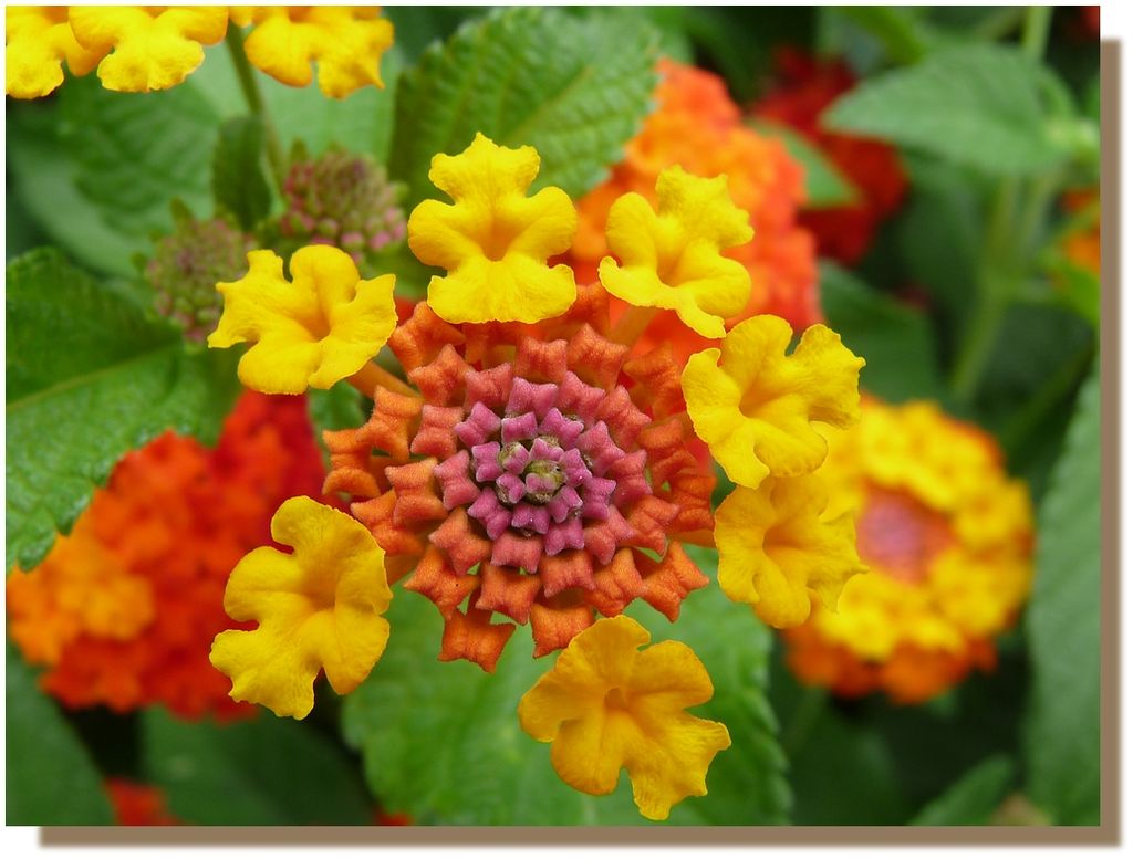 Lantana7