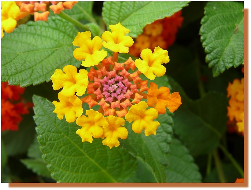 Lantana9