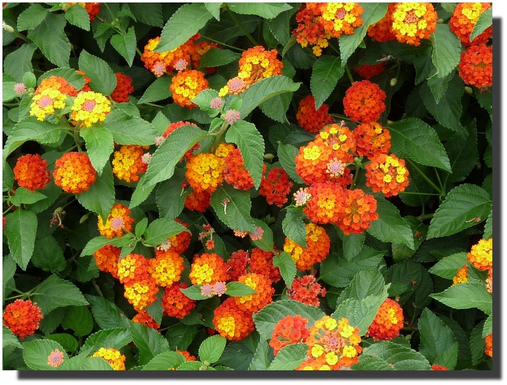 Lantana0