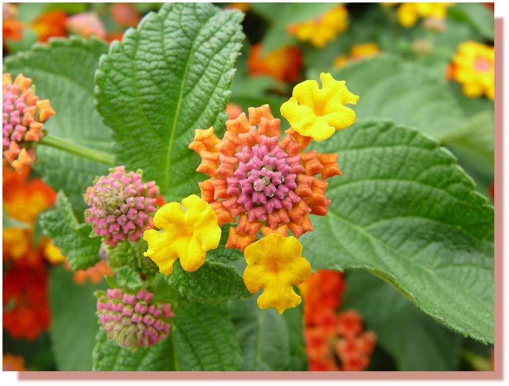 Lantana3