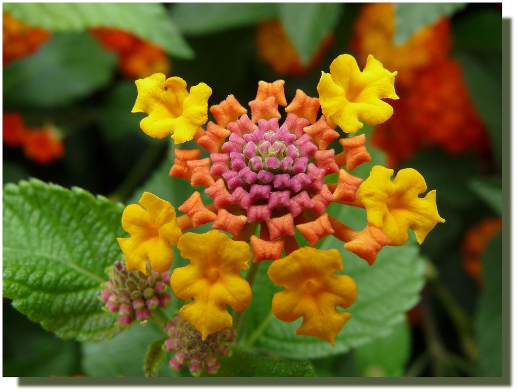 Lantana6