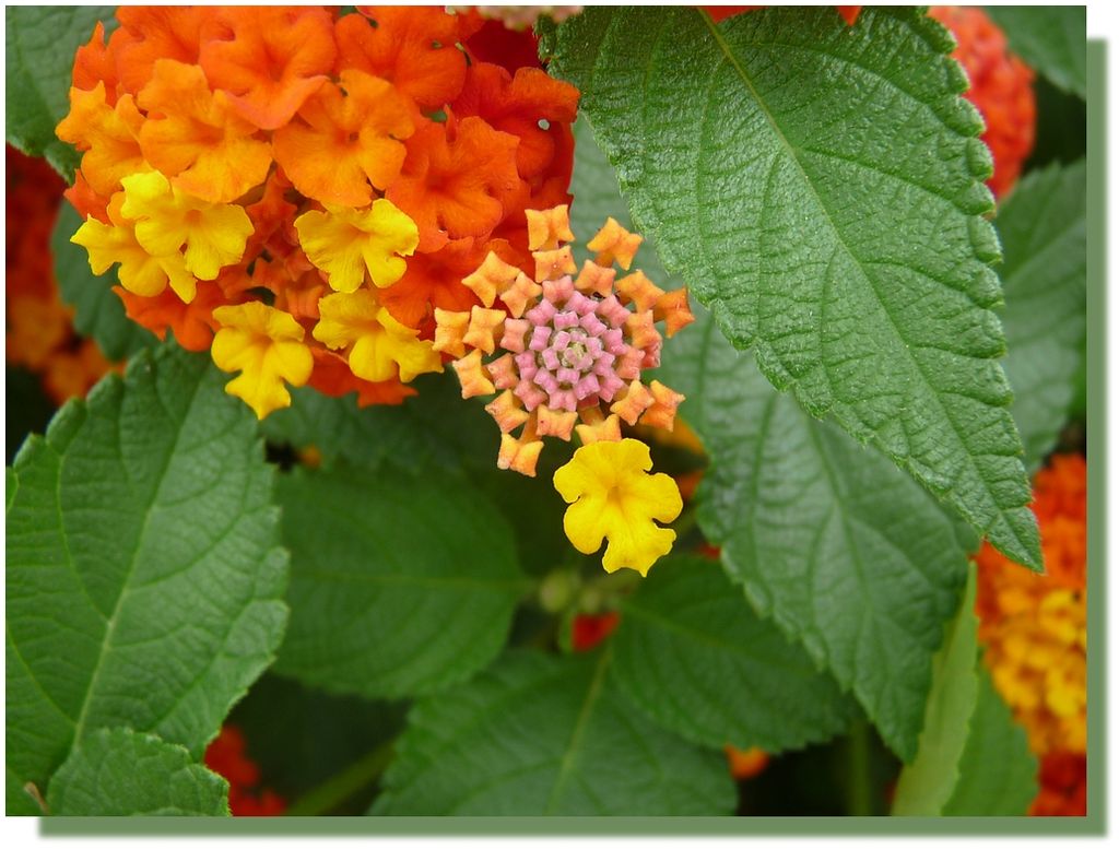 Lantana1