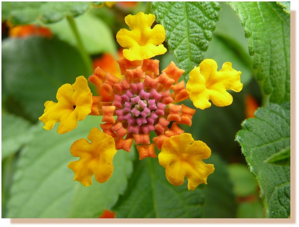 Lantana5