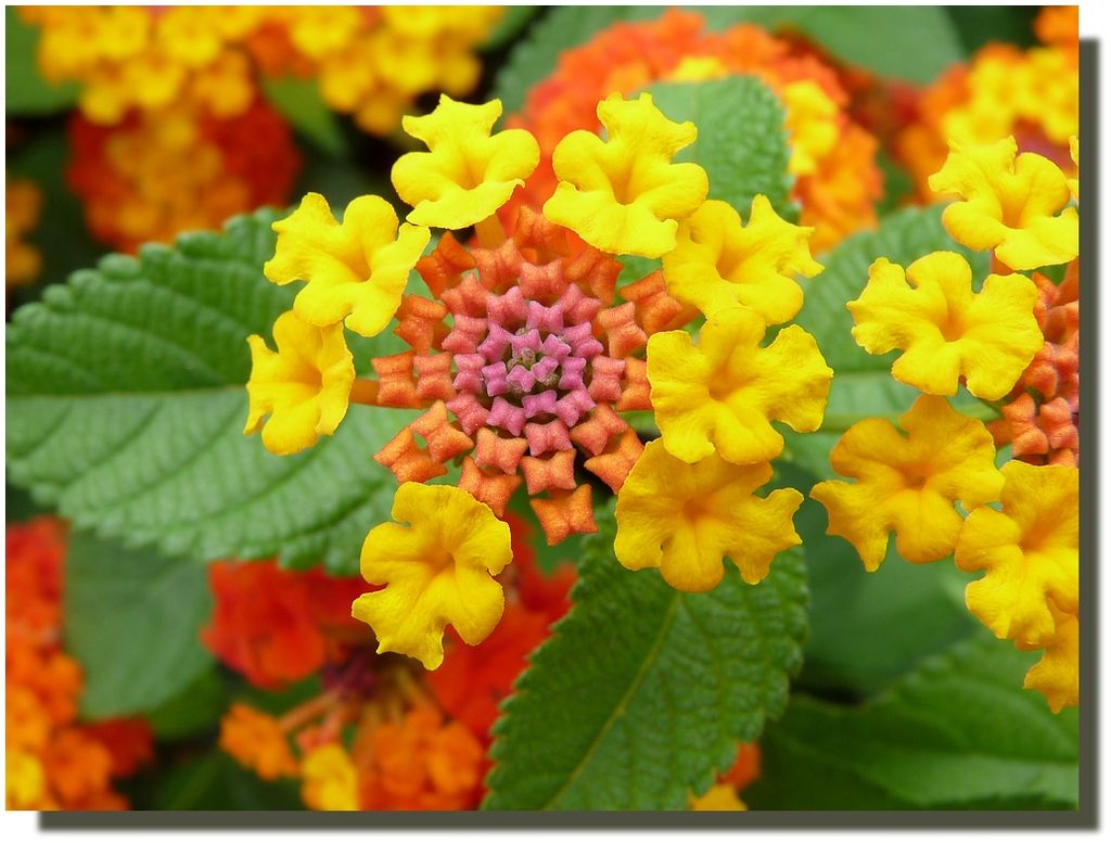 Lantana8