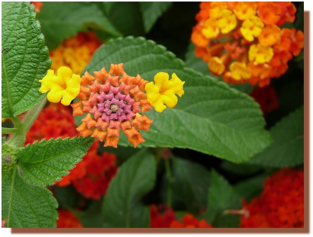 Lantana2