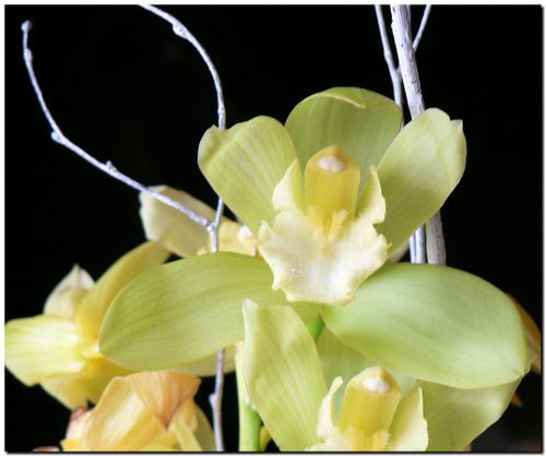 Orchide003