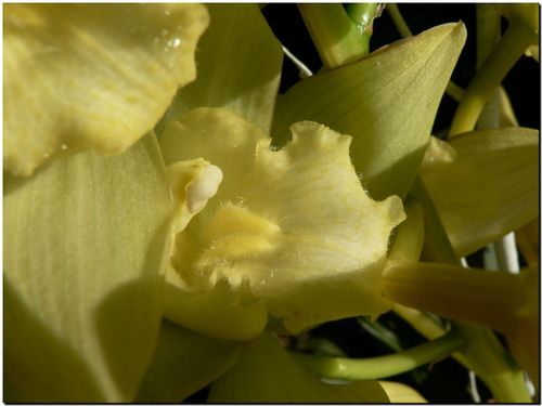 Orchide005