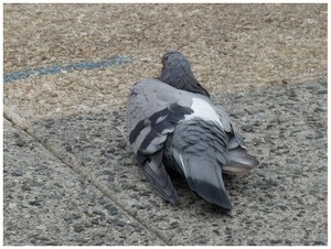 Pigeon4